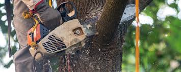 Best Tree Health Inspection  in Franklinton, LA