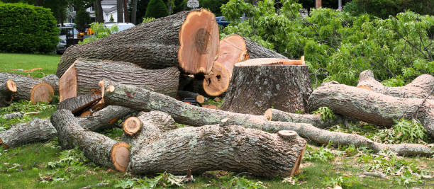 Best Commercial Tree Services  in Franklinton, LA