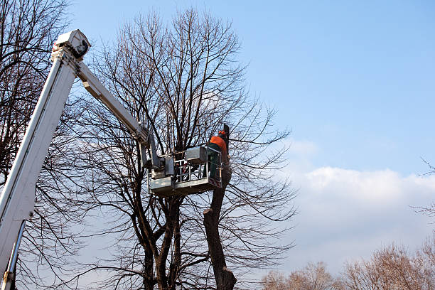 Best Root Management and Removal  in Franklinton, LA